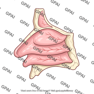 Nasal lateral wall