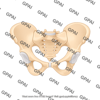 Pelvis female anterior view