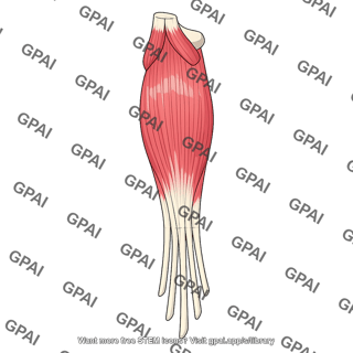 Flexor digitorum superficialis