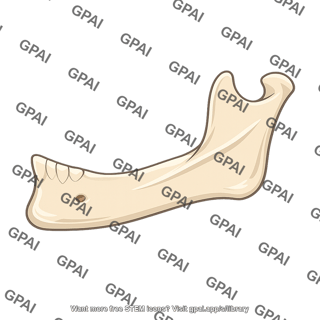 Mandible