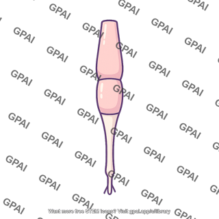 Cone photoreceptor cell