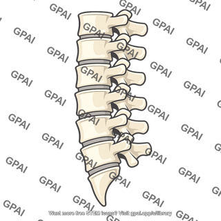 Lumbar vertebral column