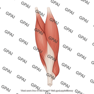 Triceps muscle posterior 572