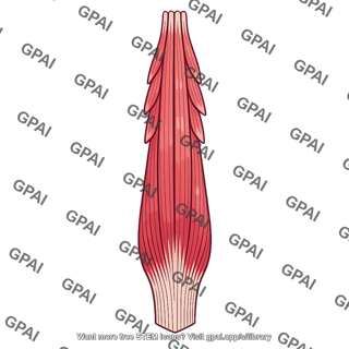 Longissimus