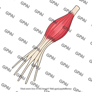 Extensor digitorum