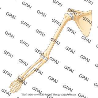 Shoulder and elbow bones extended arm