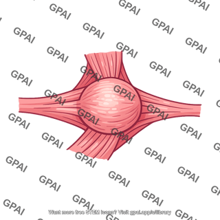 Modiolus mouth