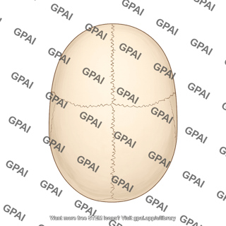 Superior skull