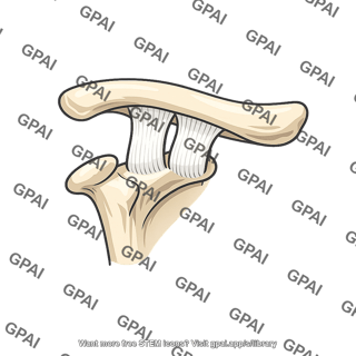 Coracoclavicular ligament