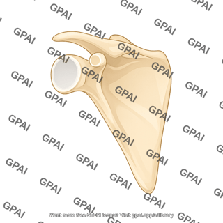 Scapula lateral