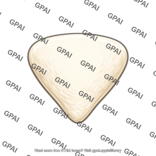 Patella