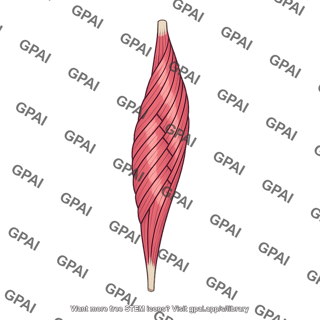 Semispinalis