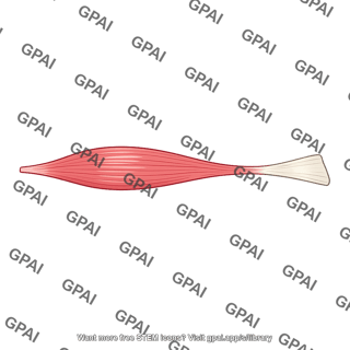 Spindle shaped skeletal muscle