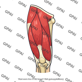 Anterior compartment of thigh