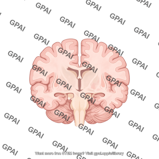 Brain coronal anterior