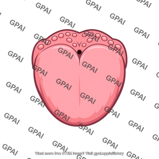 Foramen cecum