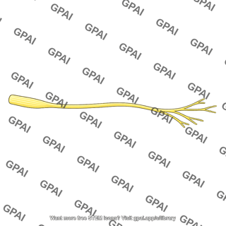 Deep fibular nerve