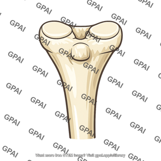 Proximal tibia