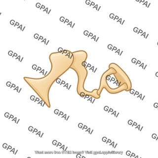 Ossicles