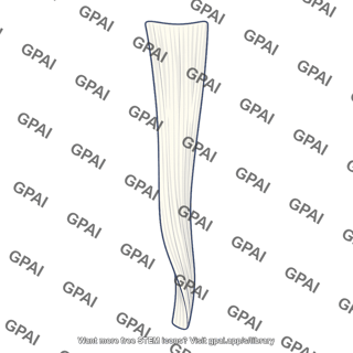 Iliotibial tract