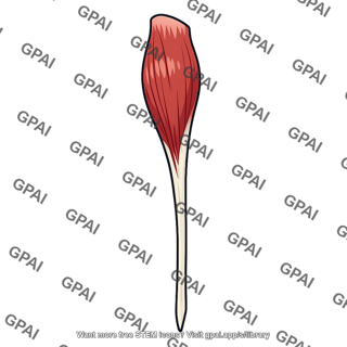 Tibia anterior muscle