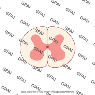Spinal cord cross section generic