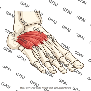 Extensor digitorum brevis muscle