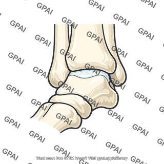Ankle joint