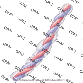 Umbilical cord
