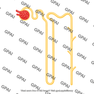 Nephron 01