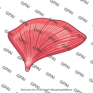 Genioglossus muscle