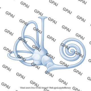 Inner ear dissected 1