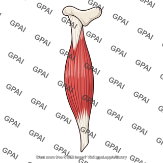 Straight head of rectus femoris
