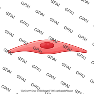 Endothelial cell 8