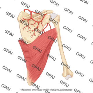 Latissimus dorsi posterior with scapula arteries 802