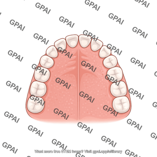 Dentition permanent upper
