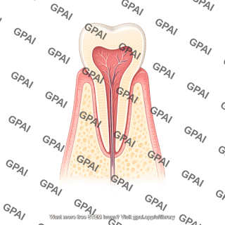 Primary incisor tooth cross section with gums
