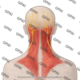 Posterior head anatomy with occipital nerves
