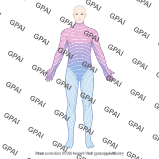 Adult male anterior with dermatomes