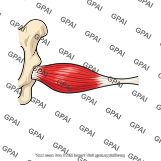 Biceps femoris short head