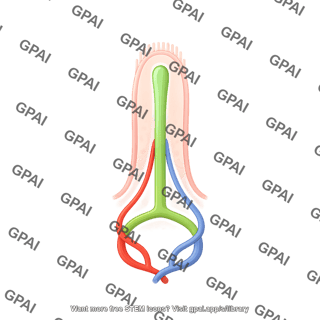 Intestinal villus vasculature lacteal