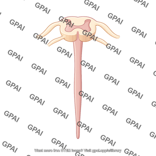 Spinal cord anterior