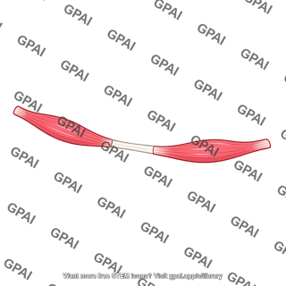 Omohyoid muscle