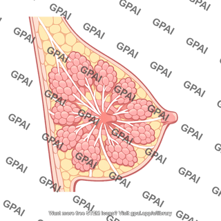 Mammary gland