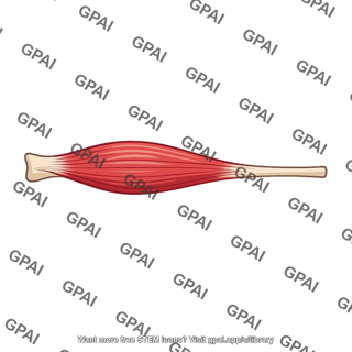 Extensor carpi radialis brevis muscle