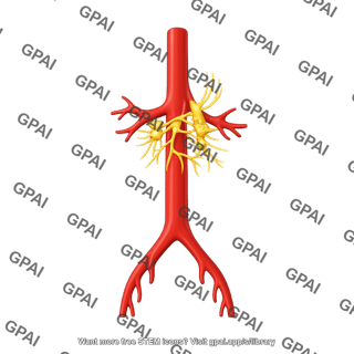 Aorta abdominal with celiac plexus