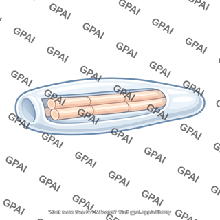 Common tendon sheath