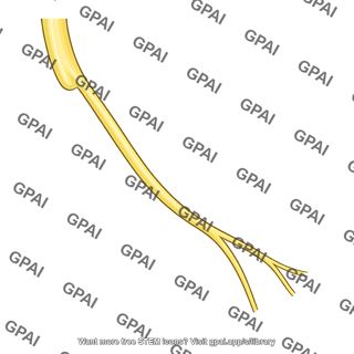 Superior laryngeal nerve