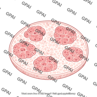Muscle cross section sarcopenic
