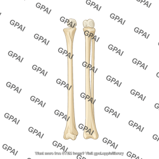 Radius and ulna anterior
